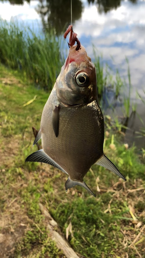 Jaunpils dzirnavezers