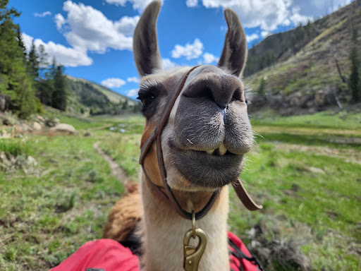 Wasatch Front Llamas - Thumbnail