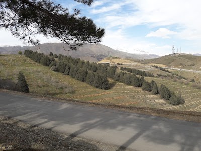 Photos of North Yās Forest Park