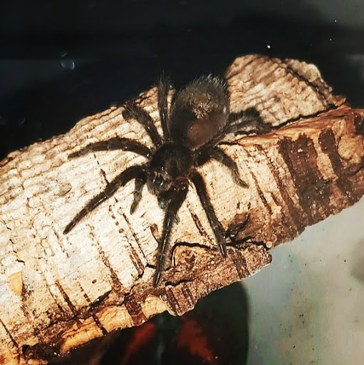 Troy's Tarantulas - Visual
