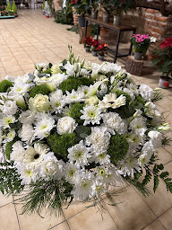 Photo n°61 de Florever à Argelès-sur-Mer (Service de plantes d'intérieur)