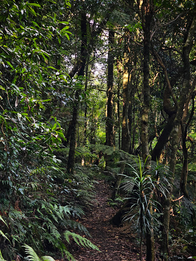 Red Cedar Falls walking track Gallery - Australia