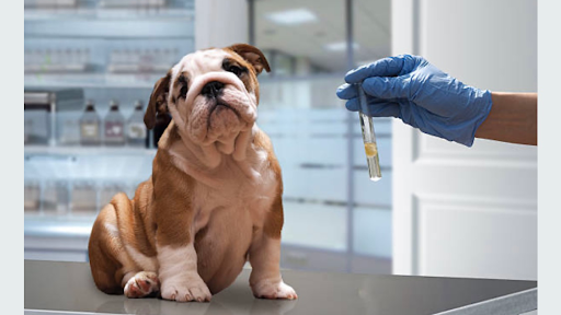 CENTRO MÉDICO VETERINARIO MÉXICO