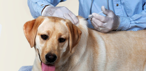 VETERINARIA HUELLA CANINA