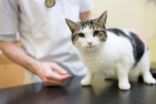 Ashbank Vets Laurieston - Thumbnail