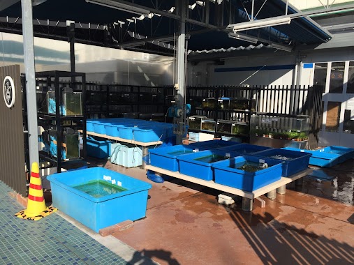 西武池袋本店9F屋上フィッシュショップ（金魚/熱帯魚/メダカ/日本産淡水魚/カメ/釣り堀）, Author: 西武池袋本店9F屋上フィッシュショップ（金魚/熱帯魚/メダカ/日本産淡水魚/カメ/釣り堀）