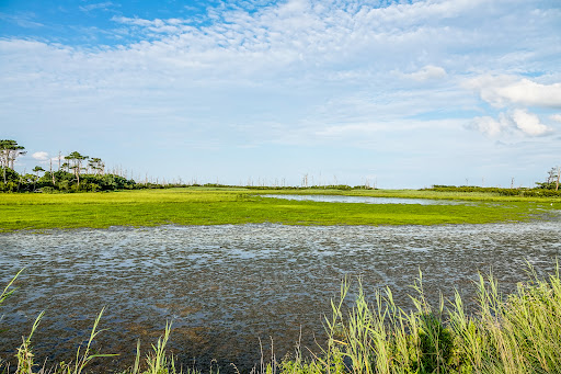Marsh Trail - Visual