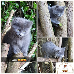 Photo n°20 de Association ANM 