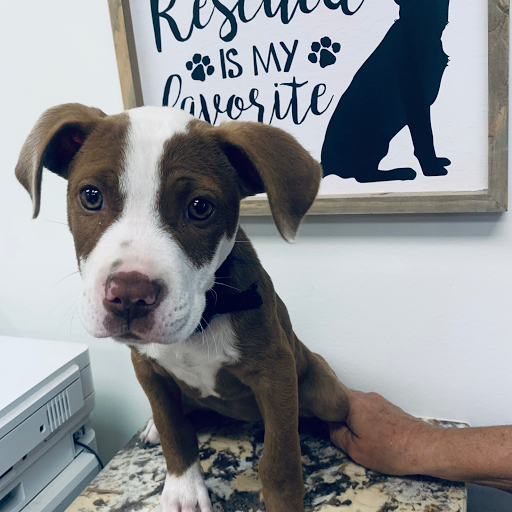 Noble Creatures Veterinary Services