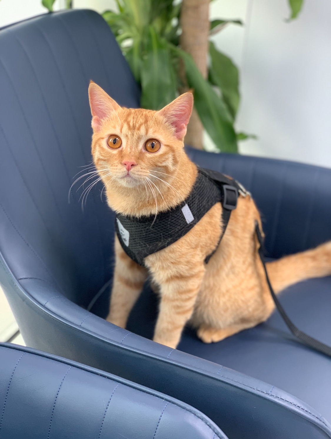 Best Pet Vet - Veterinary clinic - صورة 2