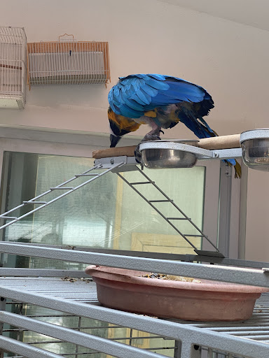 Maryland Exotic Birds Inc - Thumbnail