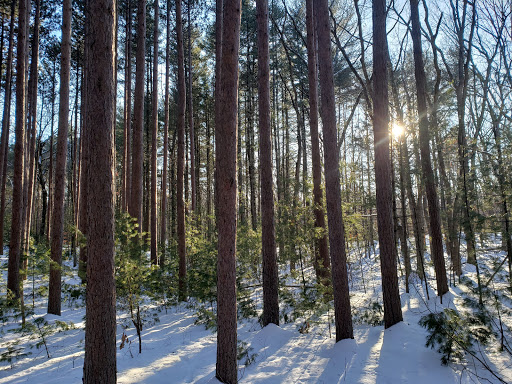 Harold Parker State Forest - Thumbnail