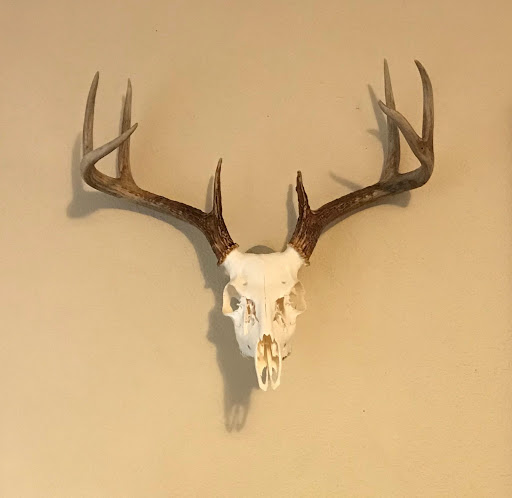 Bayou Belle Taxidermy
