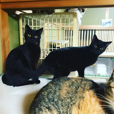 一般社団法人 グラビューハート Hyōgo 81 790 35 99 Japan