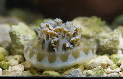 Photos of Rockett Tropicals Inc.