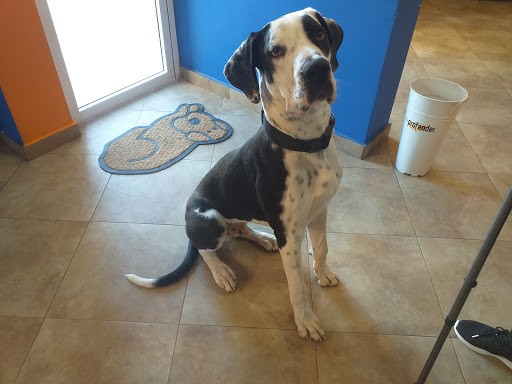 Clínica Veterinaria Casetas