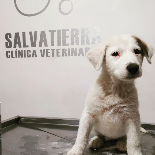 Salvatierra Clínica Veterinaria