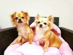 Photo n°4 de Clinique vétérinaire la Courondelle à Béziers (Vétérinaire)