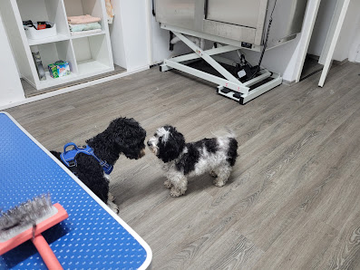 Bild: Hundesalon Fellpfötchen Hund