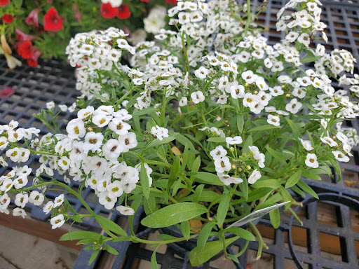 Witten Farm Market - Thumbnail