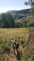 Photo n°28 de Les Chèvres du Bosquet à Vanosc (Vacances à la ferme)