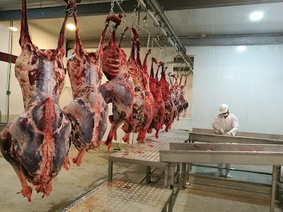 Photos of Ostrich farm : Simorgh parvaran-e parse