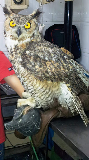 Hospital veterinario aves rapaces