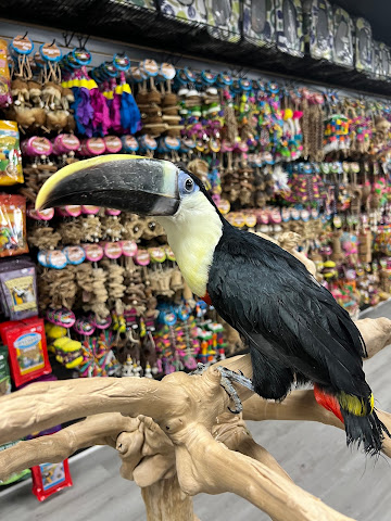 BIRDMAN'S PARROTS by null