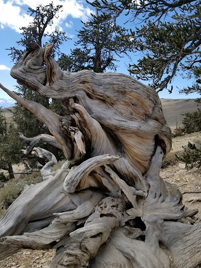 Ancient Bristlecone Pine Forest Visitor Center