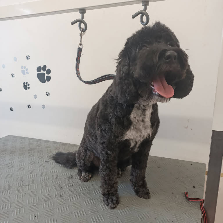 The Dog House Groomers Dog groomers