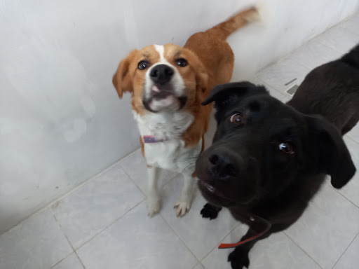 Veterinaria S.O.S VET