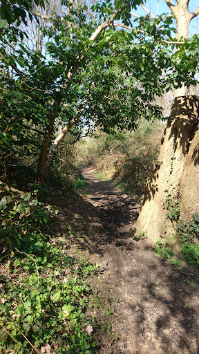 Skelly's Wood - Thumbnail