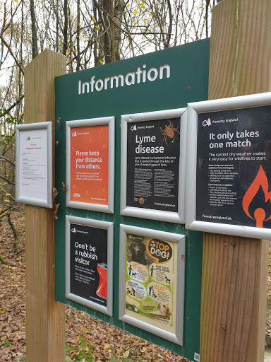 Orlestone Forest - Visual