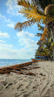 Buttonwood Belize by null