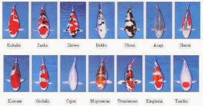 Photos of Japanese carp KOI