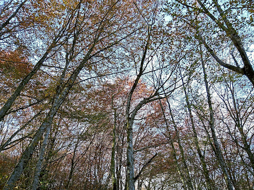 Hayedo de Angulo - Visual