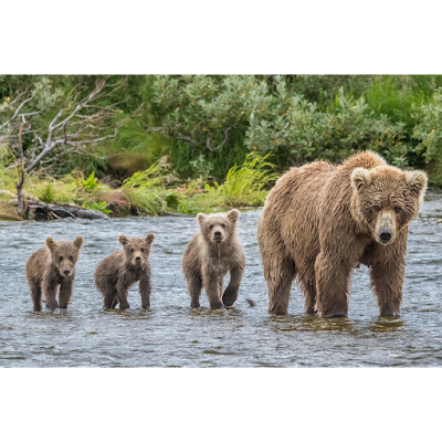 Alaska Grizzlies