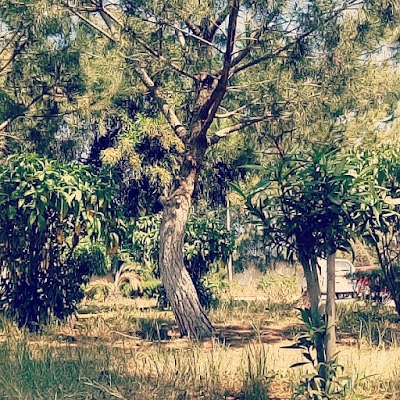 Photos of Campus II - University of Oran 1 (ex-IGMO)
