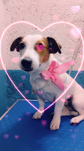 VETERINARIA ESTETICA CANINA