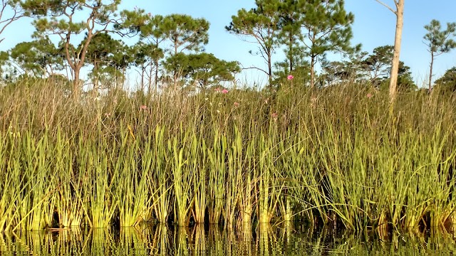 parc d'État Grayton Beach