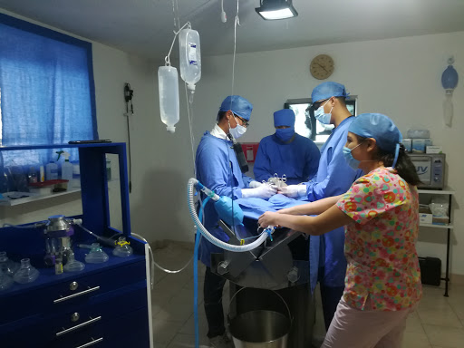 Veterinaria Consulta Y Cirugía