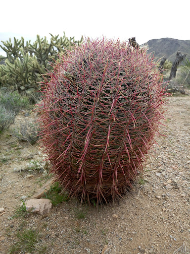 Dolan Springs Chamber of Commerce - Thumbnail