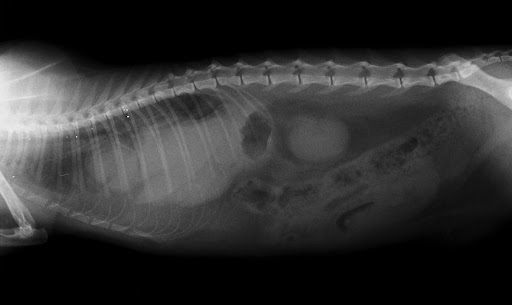veterinaria Dr Malacara