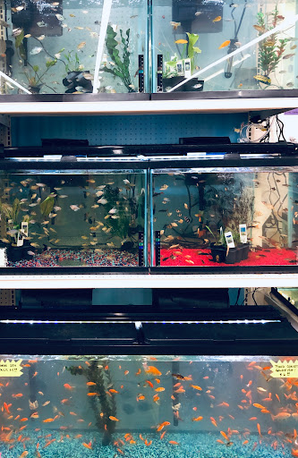 Mini Pet Mart - Visual
