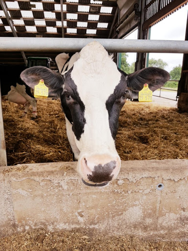 Erich Albrecht Gehrke Viedt dairy farming - Thumbnail