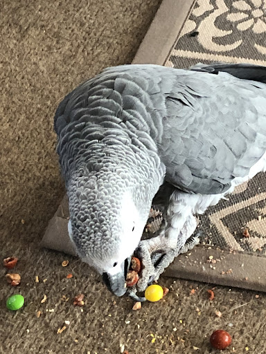 Feathered Friends Gallery - United States