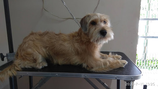 Consultorio Veterinario DAED