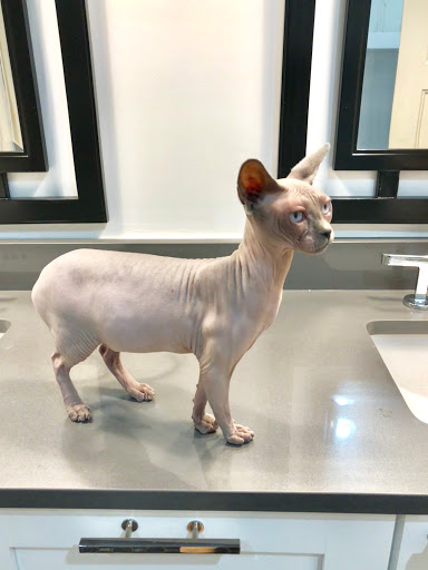 Midtown Vets, A Thrive Pet Healthcare Partner - Thumbnail