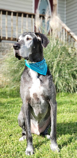 Dalton Animal Care (South) - Thumbnail