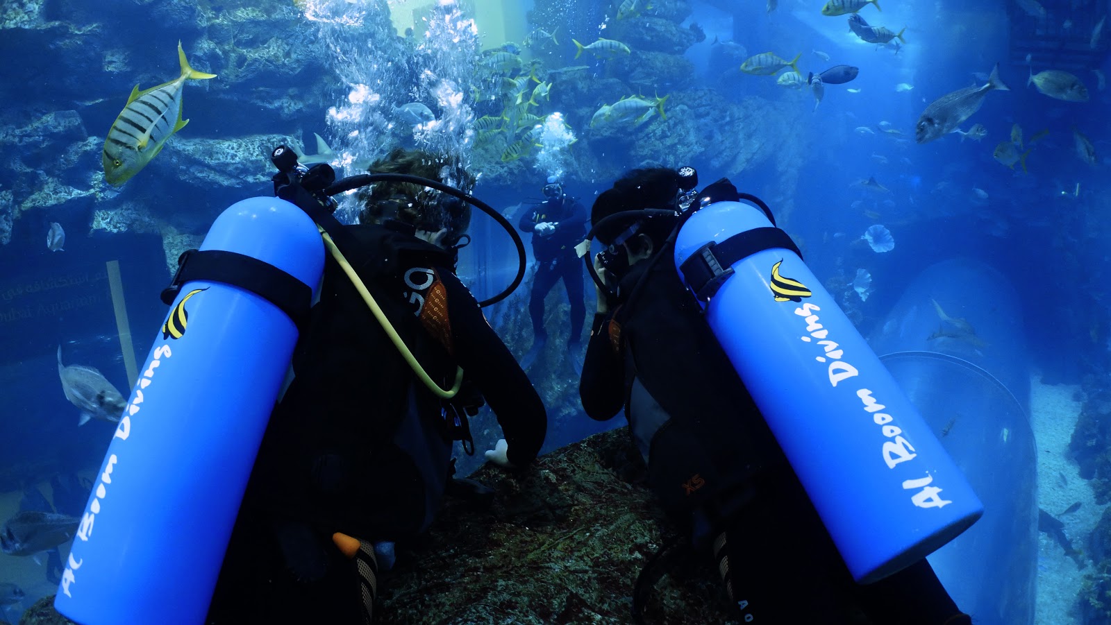 دبي أكواريوم وحديقة الحيوانات - صورة 2